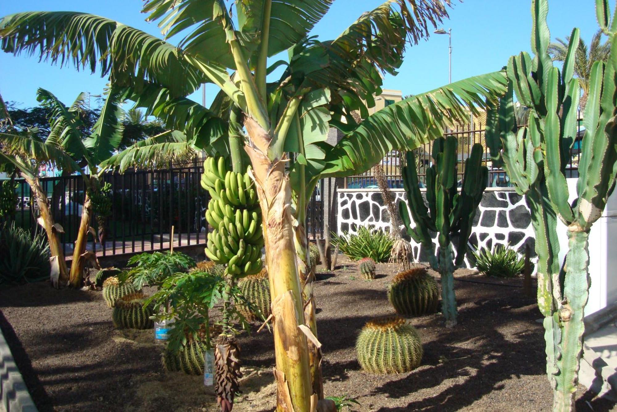 Los Cactus プラヤ・デル・イングレス エクステリア 写真